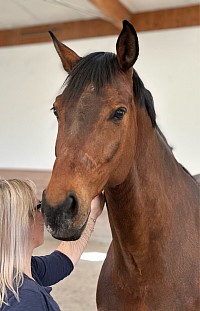 Tierphysiotherapie und -akupunktur