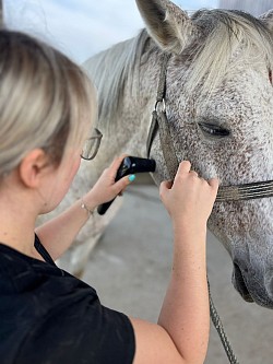 Pferdephysio, Hundephysio, Akupunktur